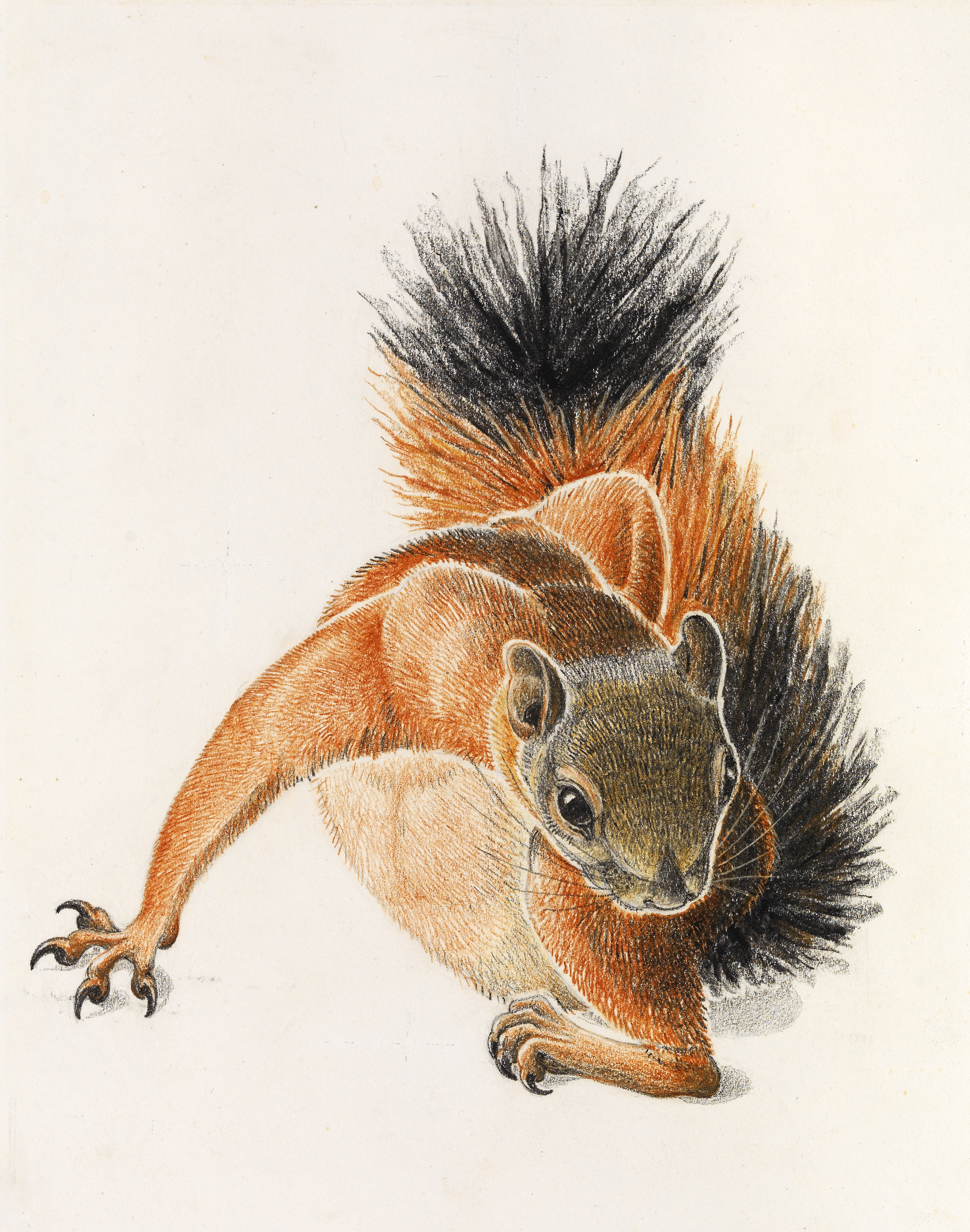 Illustration of a squirrel. 