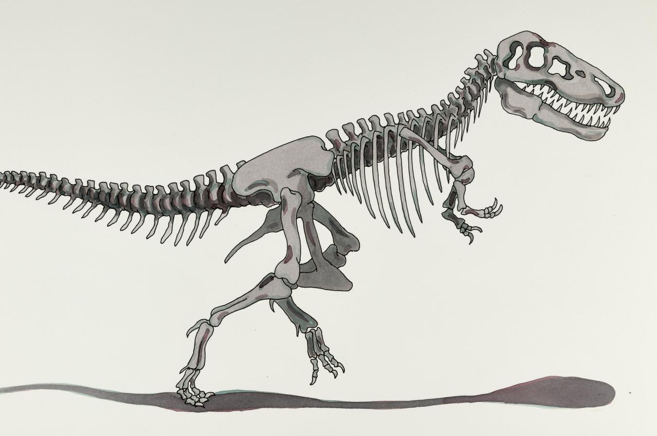 Illustration of skeleton of Tyrannosaurus rex. 