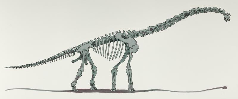 Illustration of Brachiosaurus skeleton.