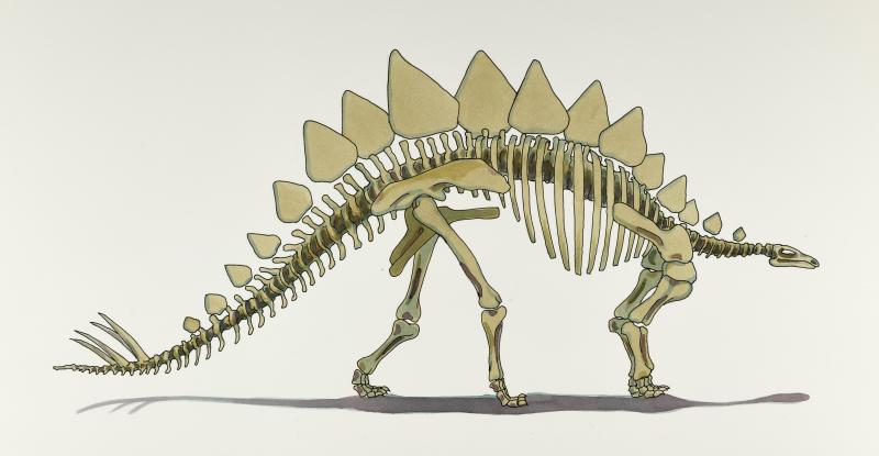 Illustration of Stegosaurus skeleton.