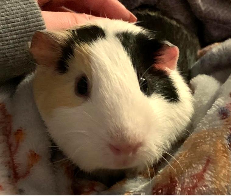 Guinea pig