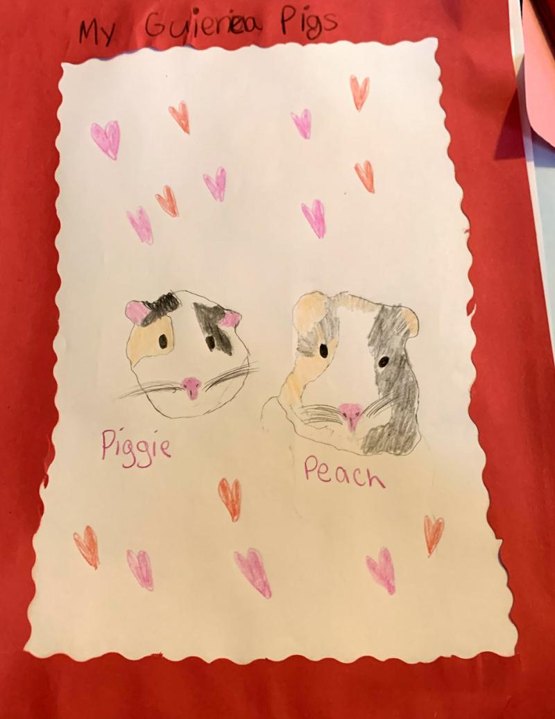 Drawing of guinea pigs within a red paper frame