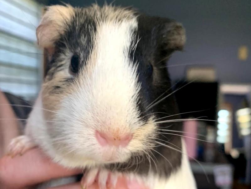 Guinea pig