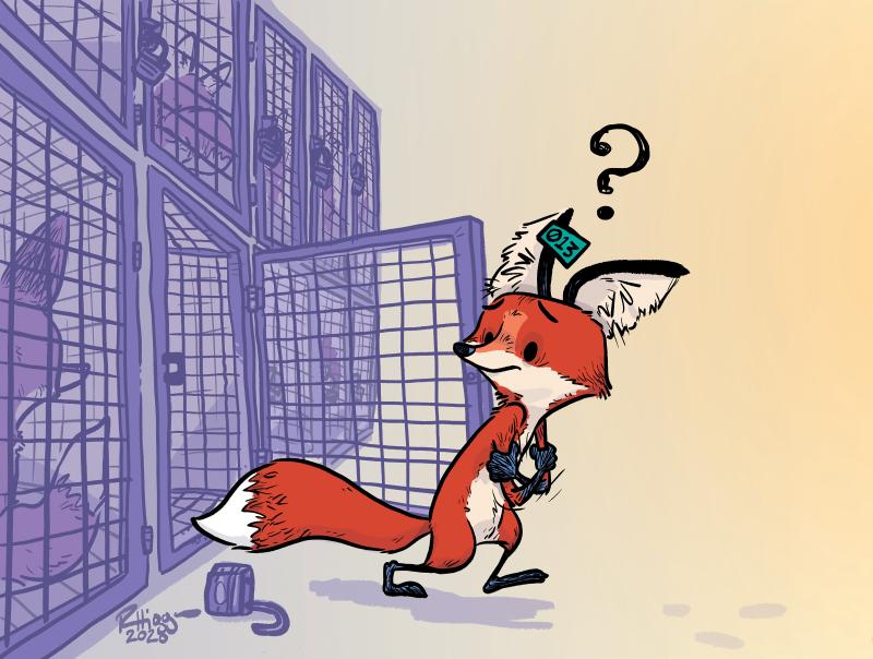 Illustration of fox walking out of cage with question mark flying overhead.
