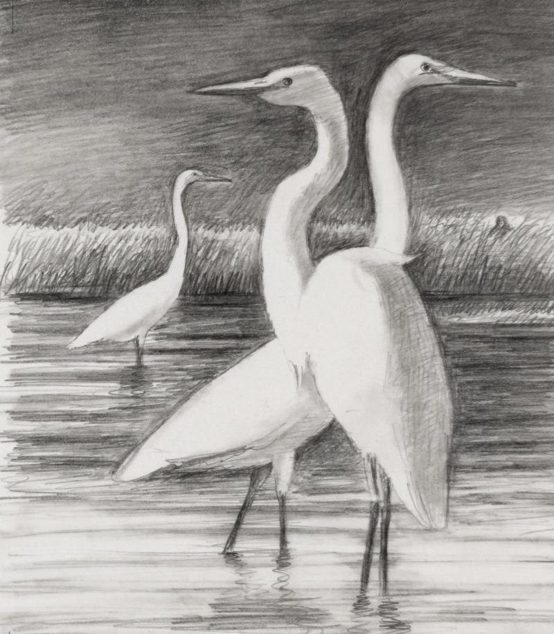 Sketch of three egrets standing in the water, with tall grasses and John James Audobon in the background.