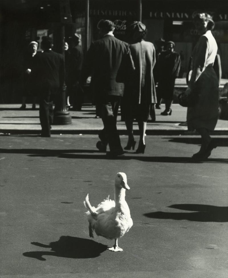 Photograph of duck running in street
