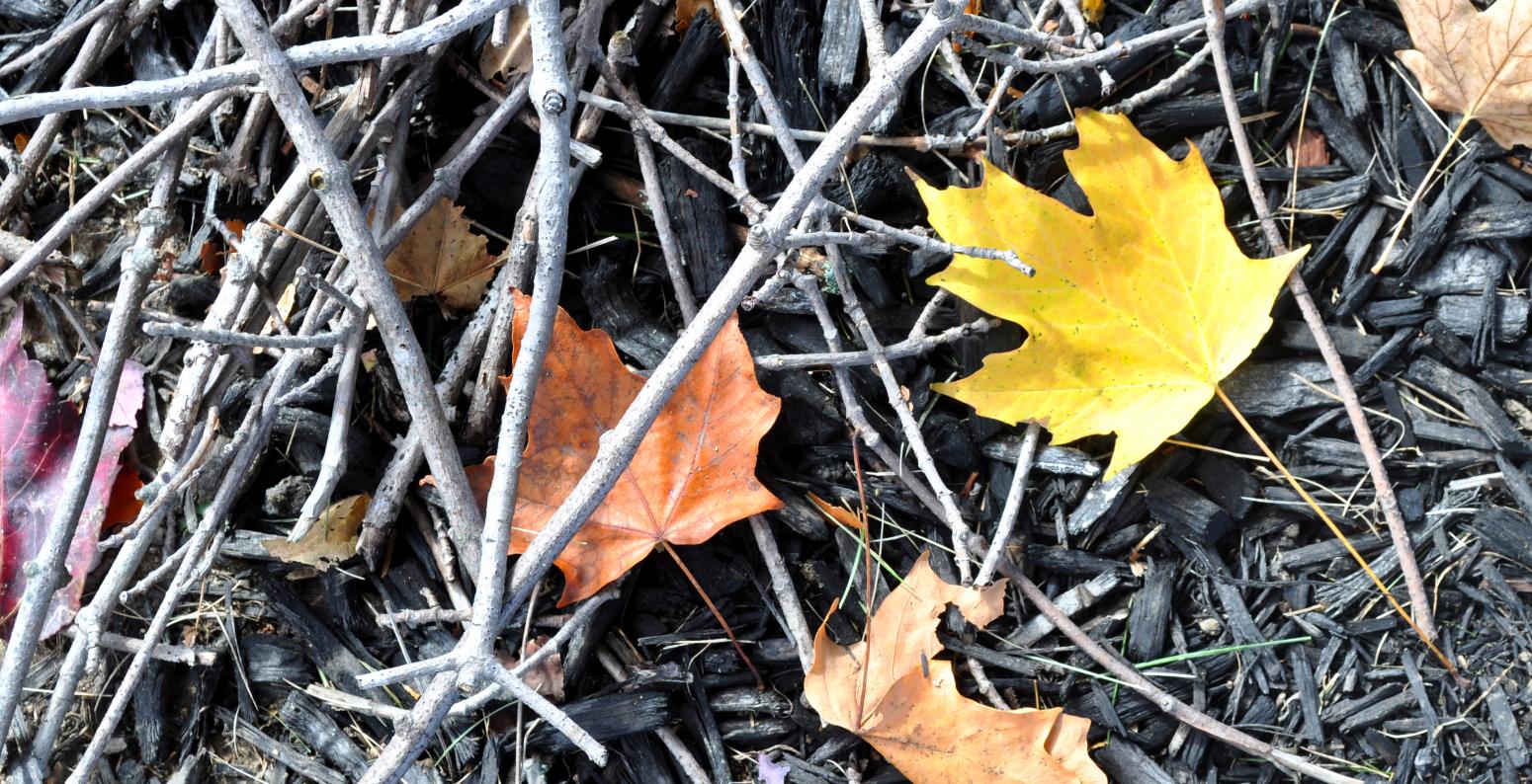 Yellow and orange maple leaves on twigs