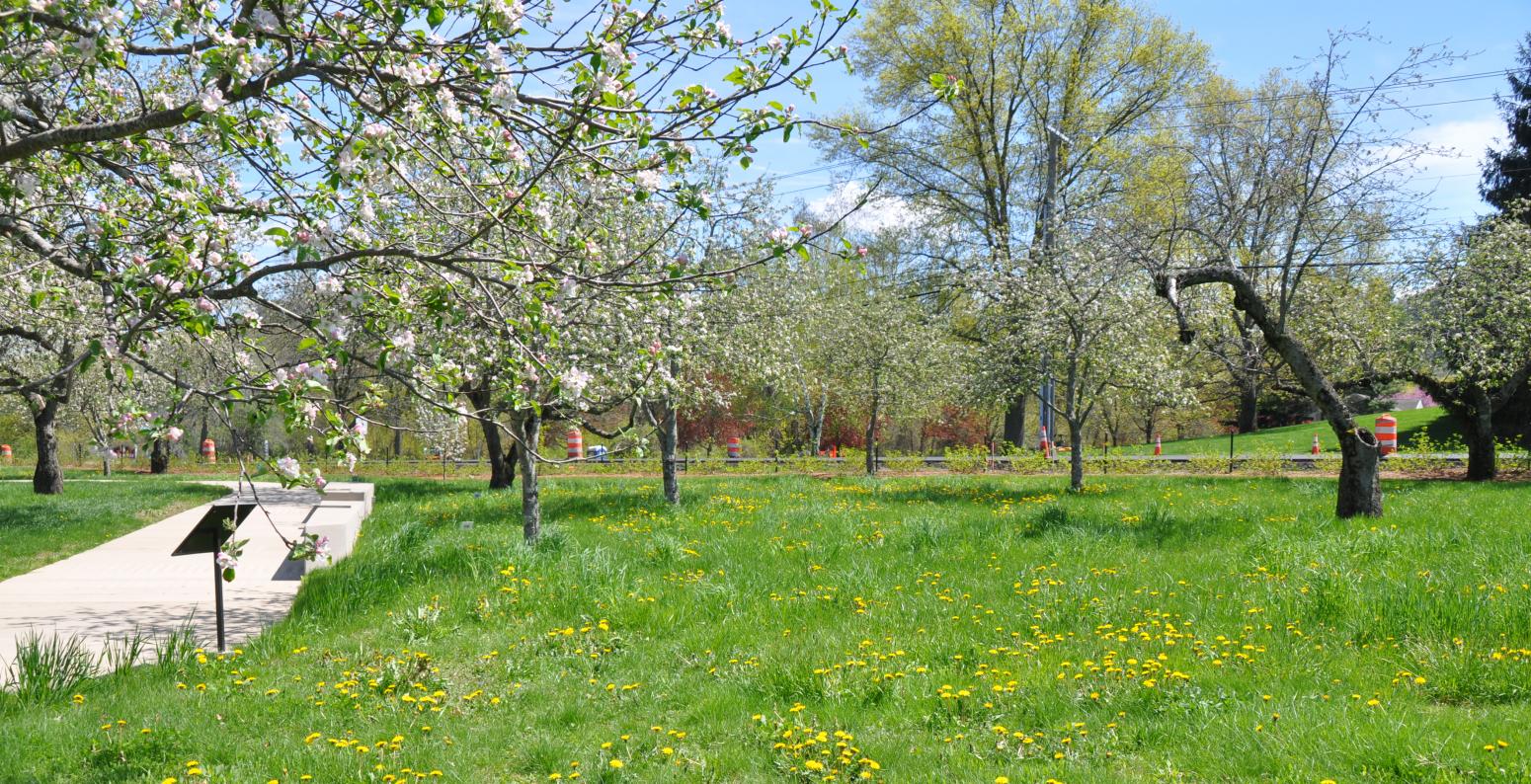 A green meadow with yellow flowers and white blossoming apple trees.