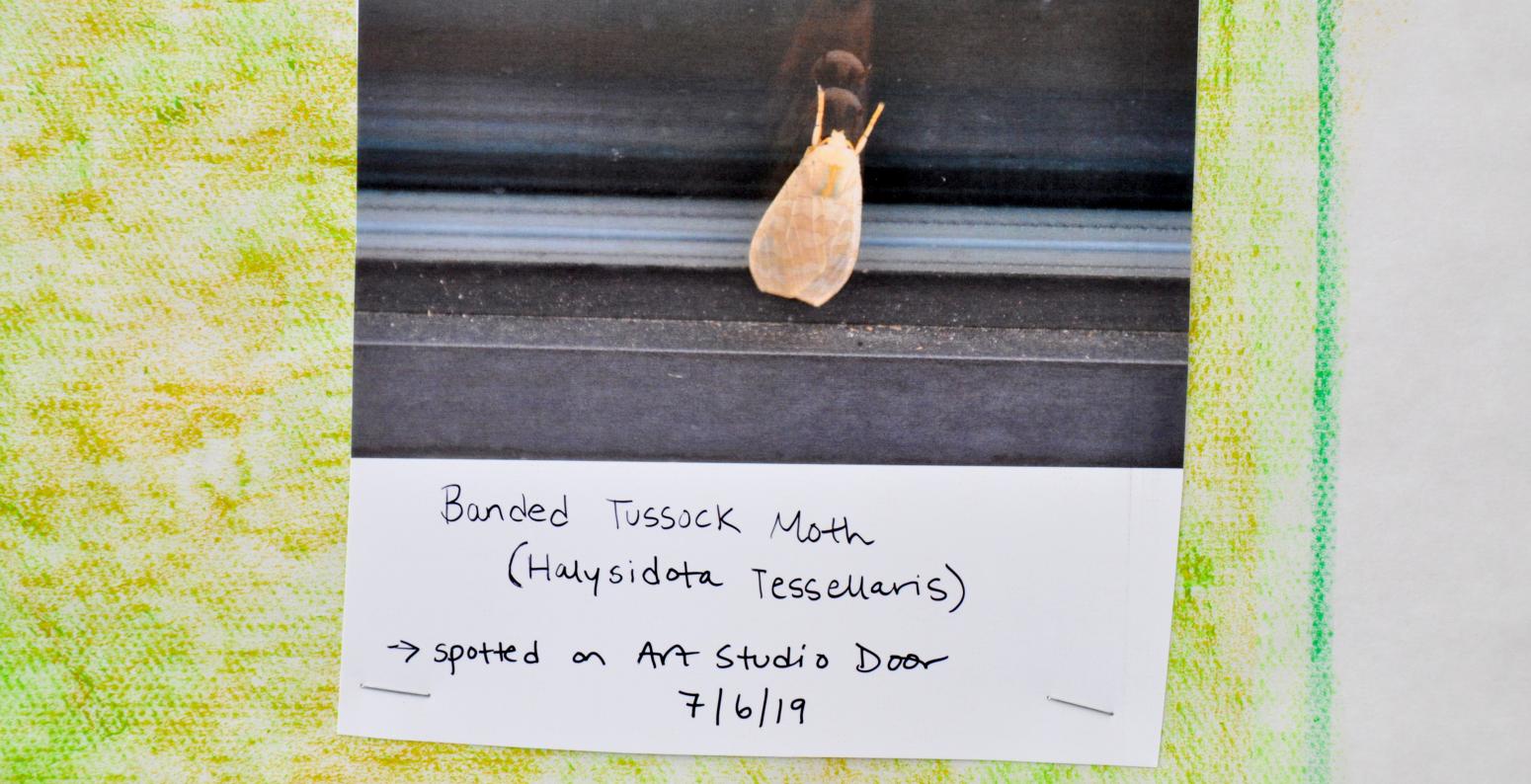 A photo and identification information for a Banded Tussock Moth, seen on the Art Studio door on 7/6/2019.