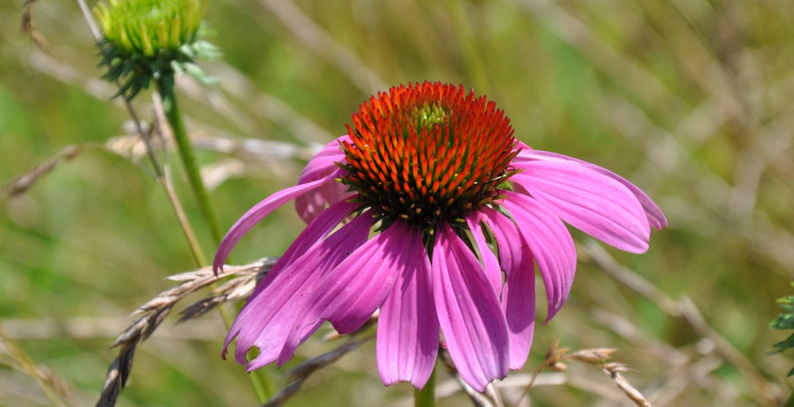 A bright pink Echinacea flower in a meadow. 