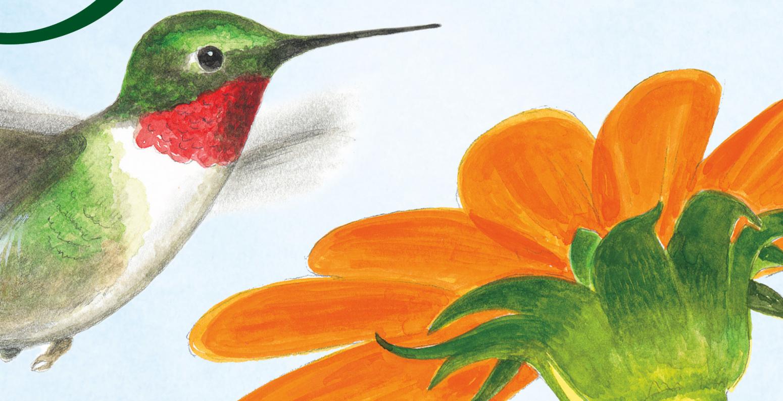 Book cover of Tiny Bird, showing a hummingbird flying towards an orange flower.