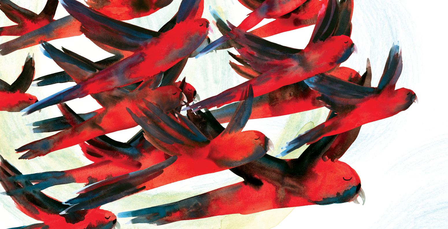 Illustration of red birds. 