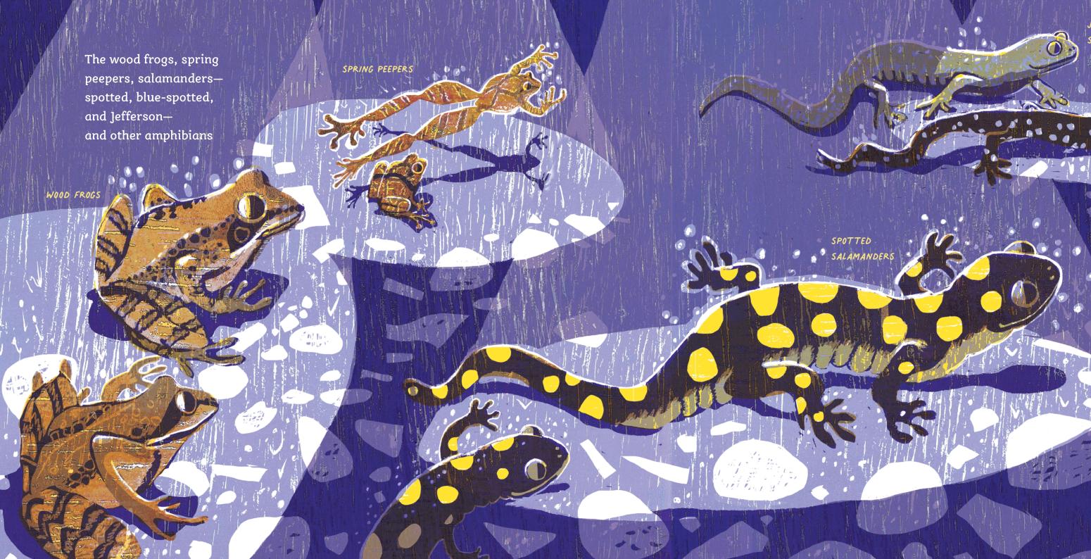 An assortment of frogs and salamanders.