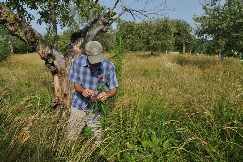 Meadow consultant Owen Wormser holds a swamp milkweed out in Bobbie's Meadow.