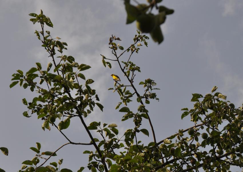 A yellow goldfinch perches high above in the apple tree canopy.