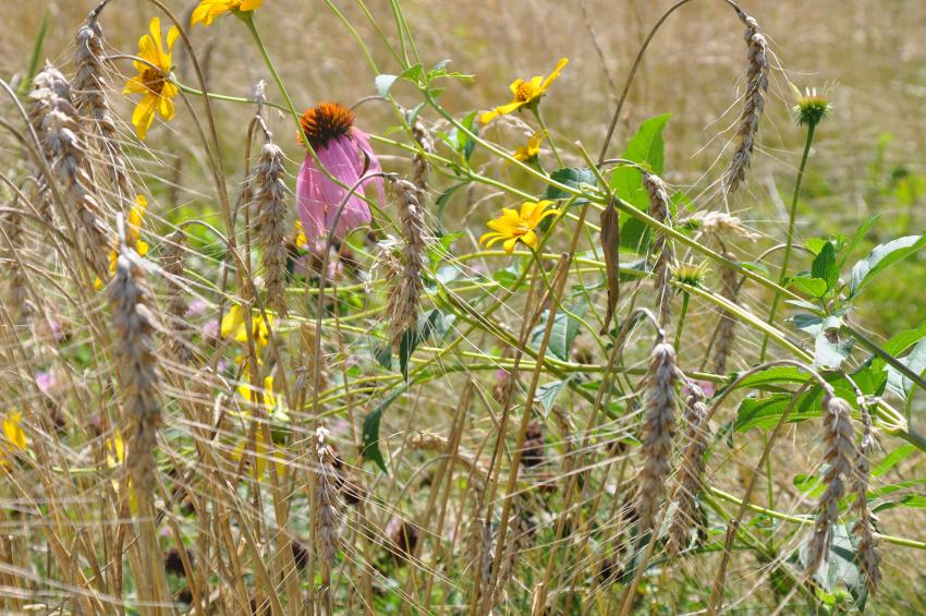 Flowers and grasses within Bobbie's Meadow.