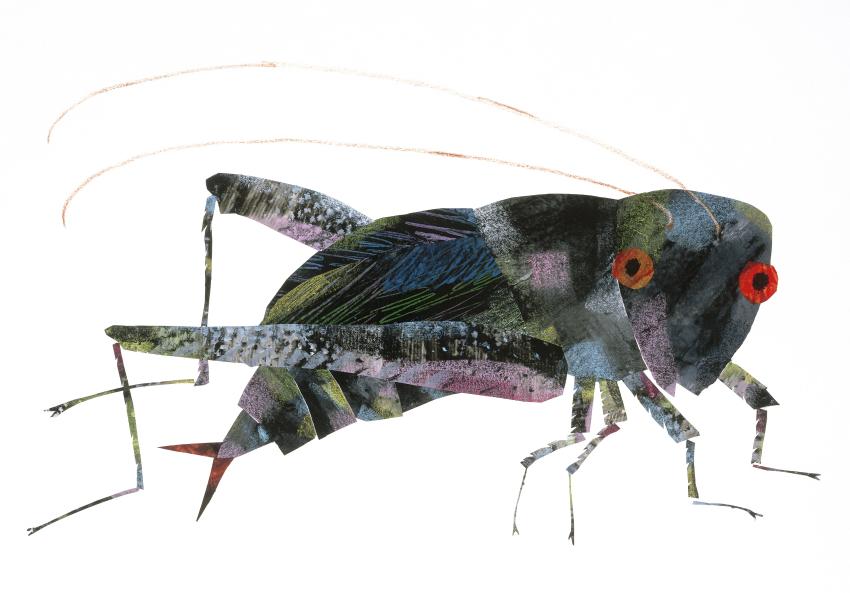 Illustration of cricket.