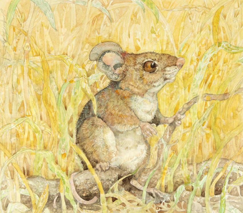 Illustration of a mouse. 