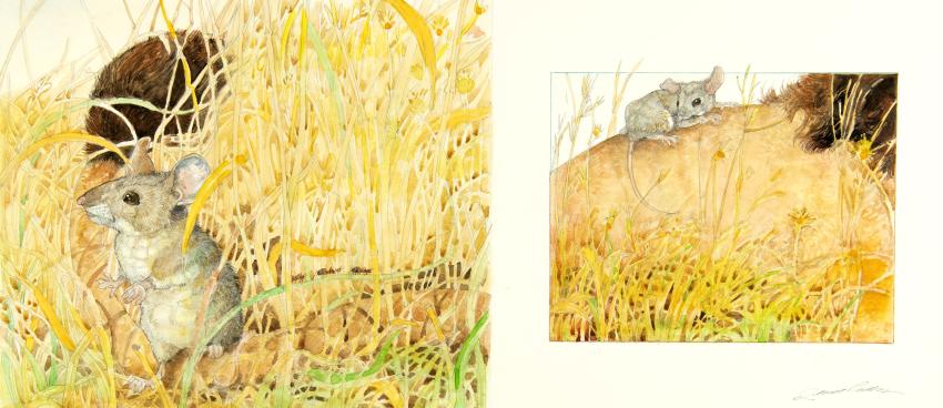 Illustration of mouse in field