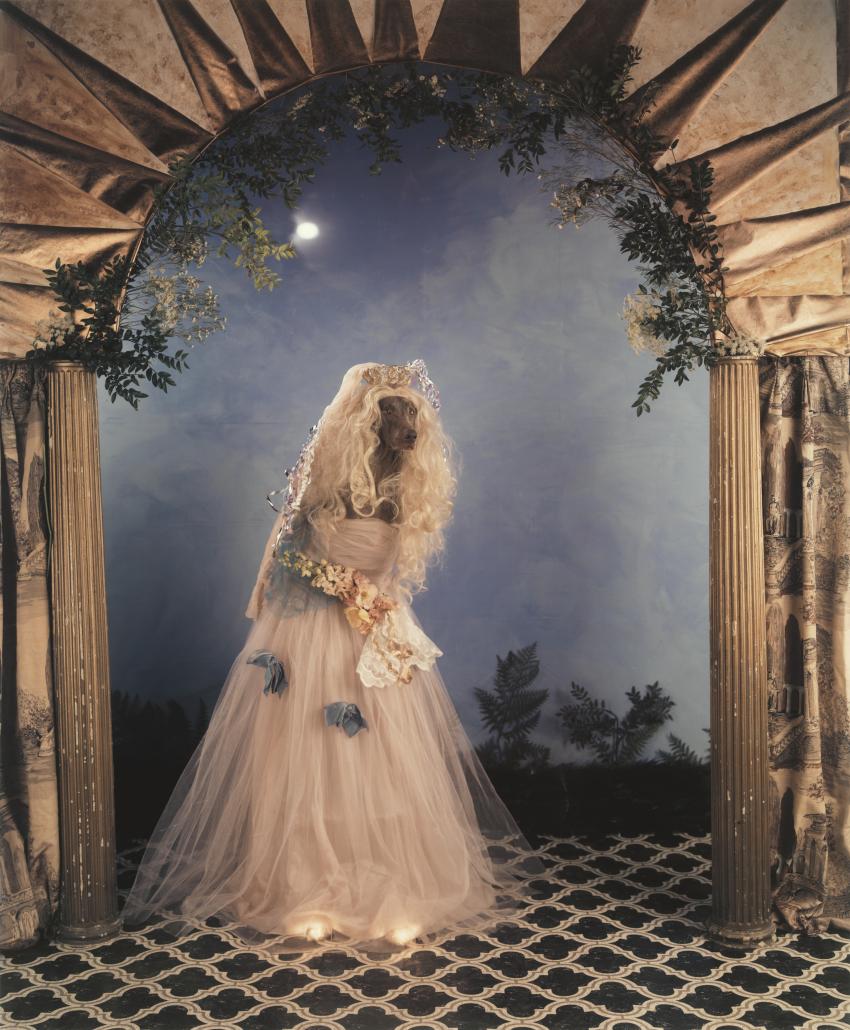 Photograph of dog dressed as cinderella