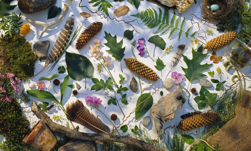 Photograph of pinecones, leaves, feathers on snowy ground. 