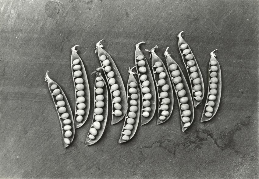 Photograph of peas in pod