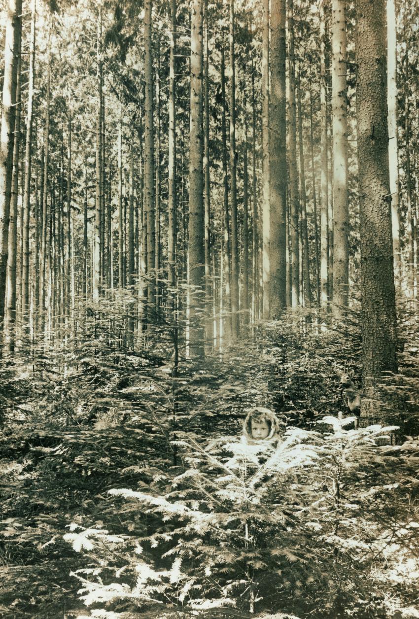 Photograph of kid in trees 