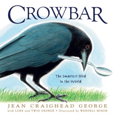 A black crow standing on green grass picks up a spoon in its beak.