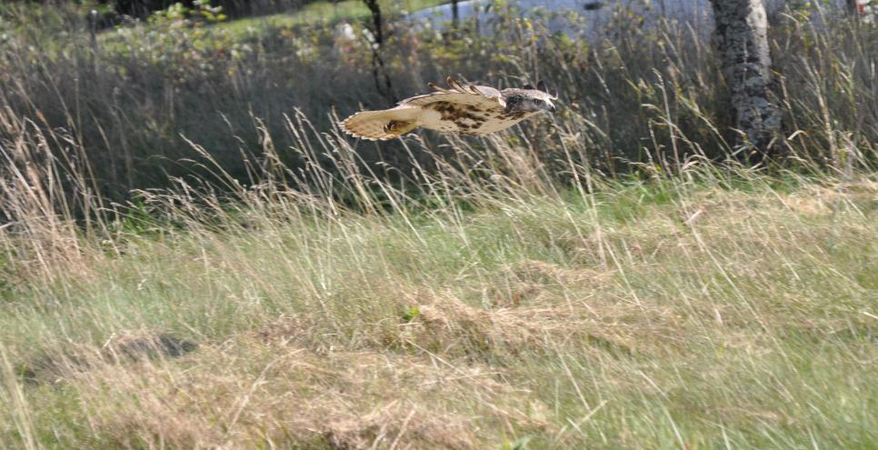 A red-tailed hawk soars across the meadow