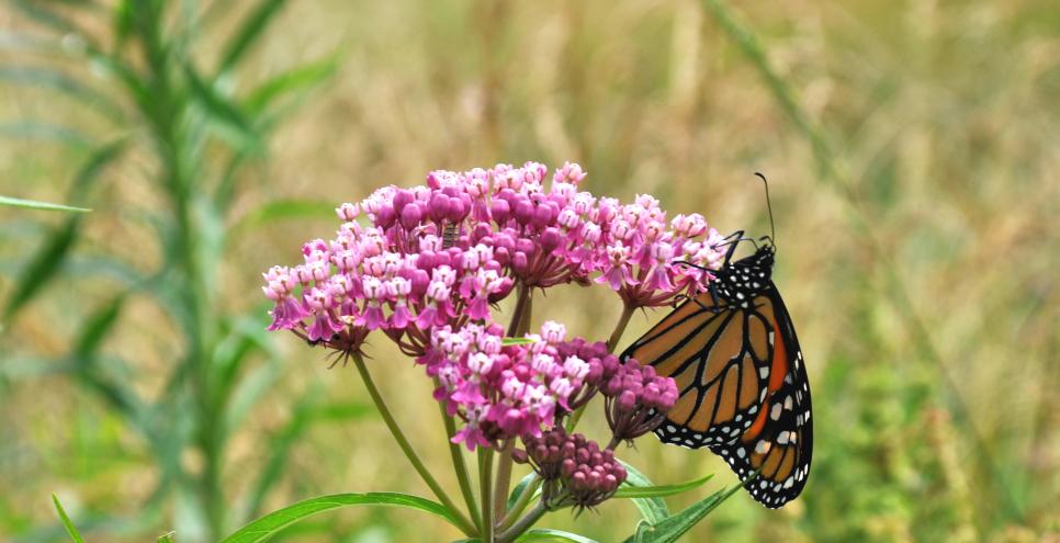 A monarch butterfly and caterpillar on a milkweed plant.