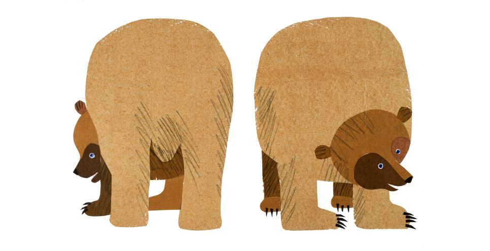 Illustration of brown bear from front and behind. 