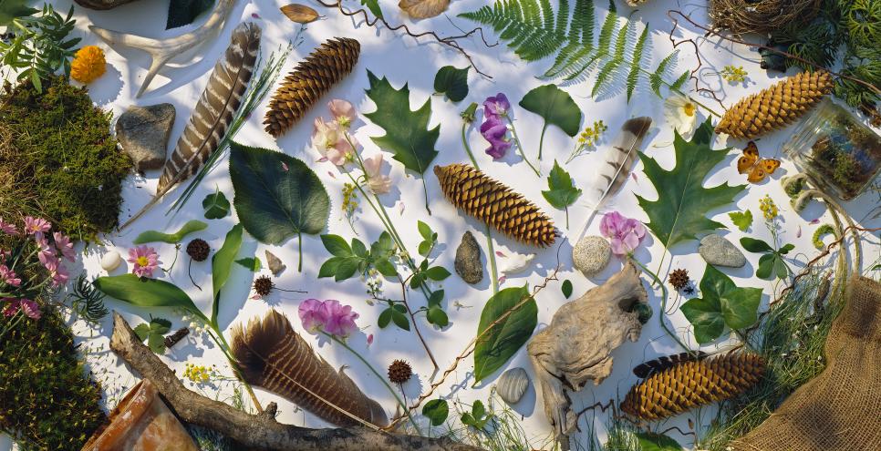 Photograph of pinecones, leaves, feathers on snowy ground. 