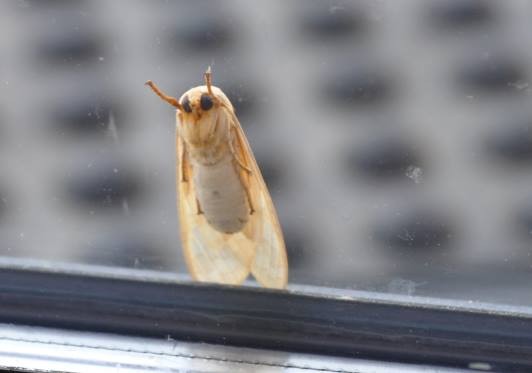 A picture of the big-eyed moth taken from inside the Art Studio. The sun shining through its wings accentuates its orange tones.