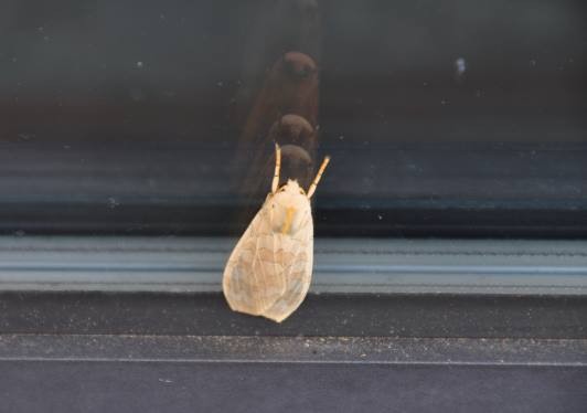 A picture of the moth taken from outside the Studio. The striped detail as well as the orange and blue tones and visible, and beyond the moth are four reflections staring back at it.