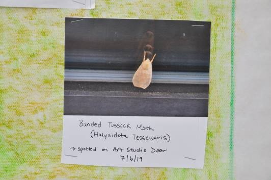A printed out picture of the moth posted to the Bobbie’s Meadow documentation board in the Art Studio. Under the picture it reads: Banded Tussock Moth (Halysidota tessellaris); spotted on Art Studio Door 7/6/19. We have since added an addendum with the possible other species name: Sycamore Tussock Moth (Halysidota harrisii).