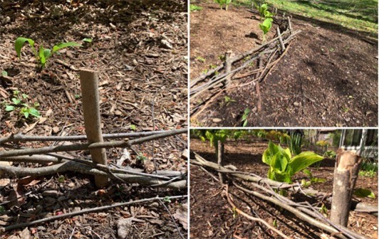 Three images of a wooden fence made from woven tree branches and vines.